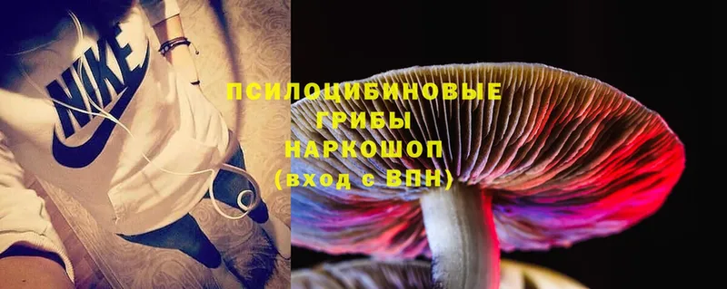 Галлюциногенные грибы Psilocybe  Топки 